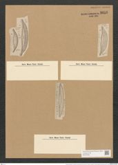 Amphora grevilleana var. gramineus campechiana Greg. (de-Toni-Nr.: Genus 36, Species 1593) Zeichnungen Sammlung Grunow Nr. 3052 (NHMW-BOT-W0370450)
